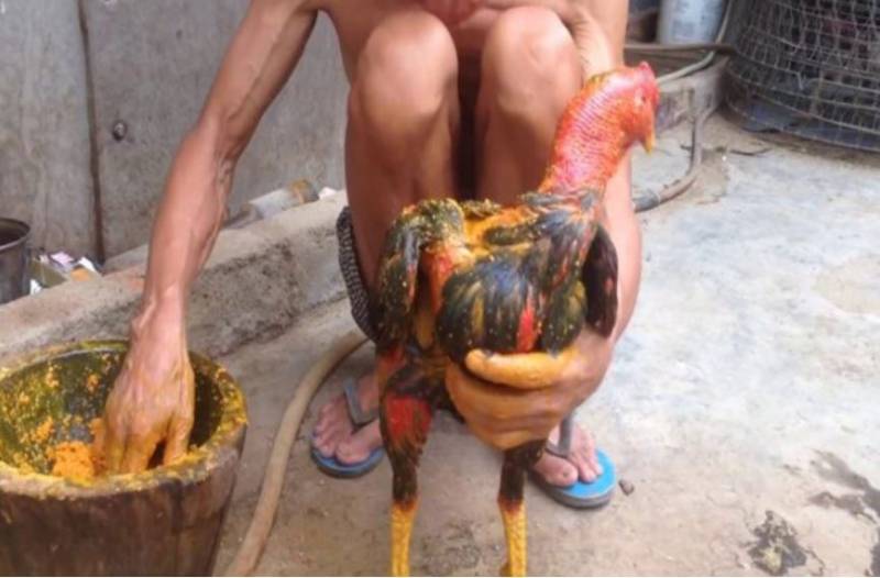 Cách thực hiện kỹ thuật om bóp gà chọi