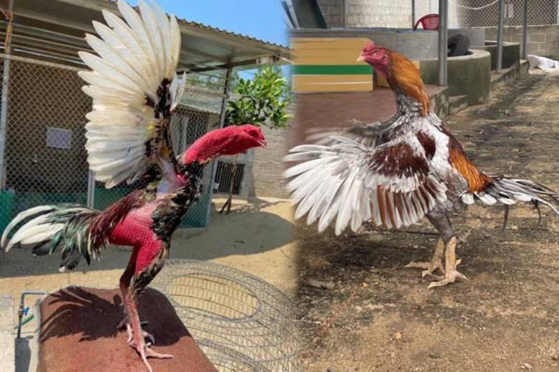 Điểm khác biệt giữa gà đá cựa sắt và gà đá đòn