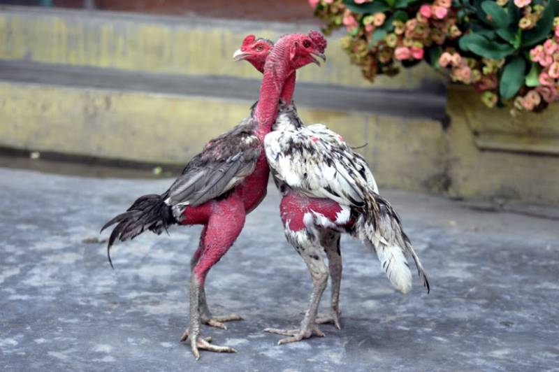 Gà đá đòn: Kỹ thuật và sự khéo léo
