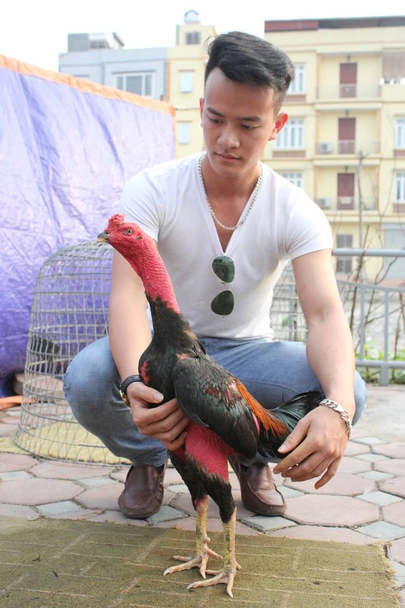 Om bóp gà chọi là gì?